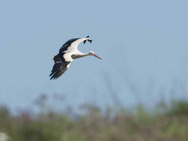 Ciconia ciconia Ooievaar White Stork